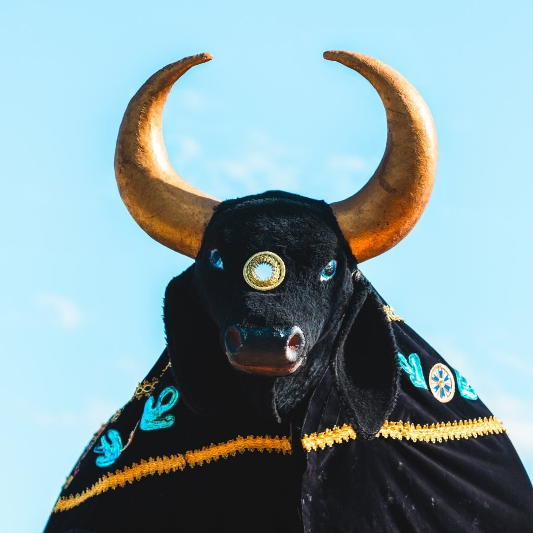 Boi da Macuca
